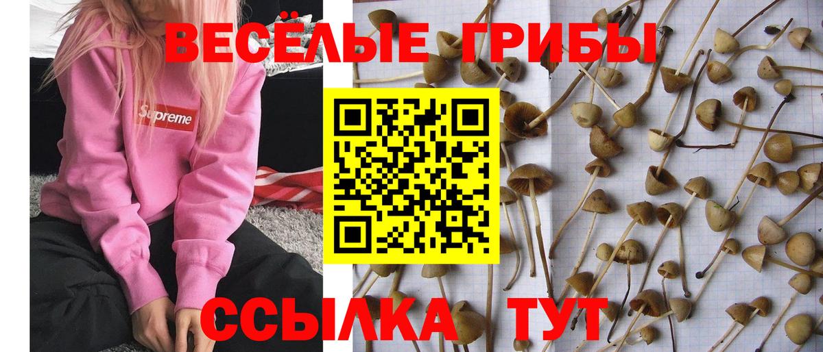 Галлюциногенные грибы Magic Shrooms Астрахань